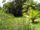 The Tropical Gardens